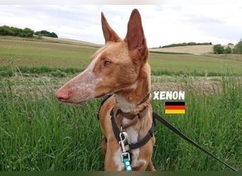 XENON-fröhlicher, freundlicher, aktiver, sozial Bub ist bereit für seine Für-immer-Familie