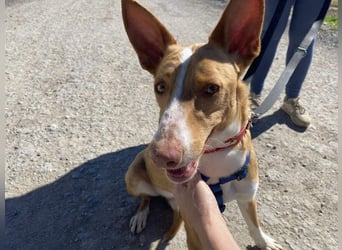 MILKI-sanftmütig, ruhig, gelassen, aufmerksam, neugierig, Menschen zugewandt sucht Für-immer-Zuhause