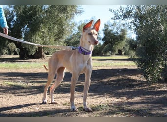 ZOE-liebevolles, lernfreudiges,intelligentes,entspanntes Mädchen sucht liebevolles Für-immer-Zuhause