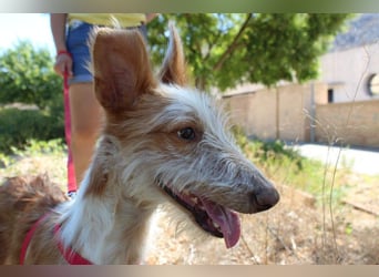 PELUSO-kleiner Wirbelwind mit großem Herzen sucht sein Für-immer-Zuhause