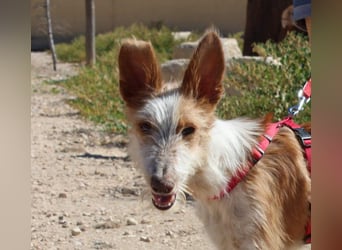 PELUSO-kleiner Wirbelwind mit großem Herzen sucht sein Für-immer-Zuhause