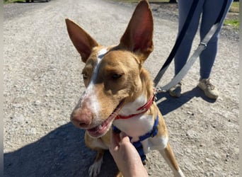 MILKI-sanftmütig, ruhig, gelassen, aufmerksam, neugierig, Menschen zugewandt sucht Für-immer-Zuhause