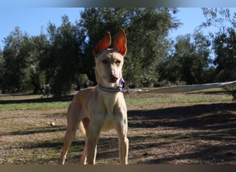 ZOE-liebevolles, lernfreudiges,intelligentes,entspanntes Mädchen sucht liebevolles Für-immer-Zuhause