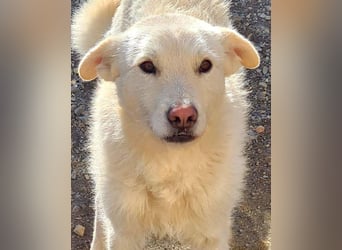 AYLA-sanft, feinfühlig, ruhig, ausgeglichen, wartet sehnsüchtig auf ein liebevolles Zuhause