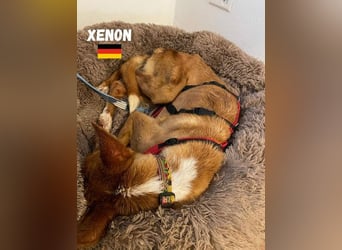 XENON-fröhlicher, freundlicher, aktiver, sozial Bub ist bereit für seine Für-immer-Familie