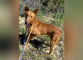 MARIO-	wartet auf Pflegestelle in 47574 Goch auf Dich!