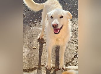 AYLA-sanft, feinfühlig, ruhig, ausgeglichen, wartet sehnsüchtig auf ein liebevolles Zuhause