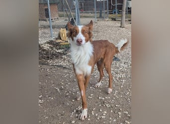 KIKO-zurückhaltend, vorsichtig auf der Suche nach seiner liebevollen Familie