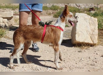 PELUSO-kleiner Wirbelwind mit großem Herzen sucht sein Für-immer-Zuhause