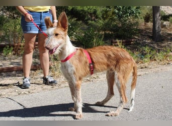 PELUSO-kleiner Wirbelwind mit großem Herzen sucht sein Für-immer-Zuhause