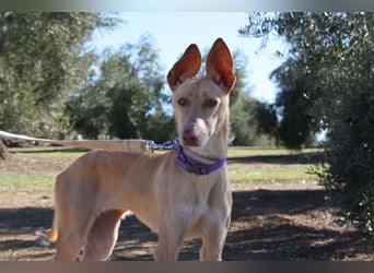 ZOE-liebevolles, lernfreudiges,intelligentes,entspanntes Mädchen sucht liebevolles Für-immer-Zuhause