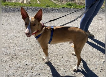 MILKI-sanftmütig, ruhig, gelassen, aufmerksam, neugierig, Menschen zugewandt sucht Für-immer-Zuhause