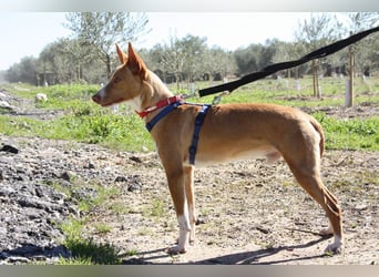 MILKI-sanftmütig, ruhig, gelassen, aufmerksam, neugierig, Menschen zugewandt sucht Für-immer-Zuhause