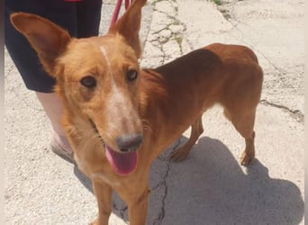 MARIO-	wartet auf Pflegestelle in 47574 Goch auf Dich!