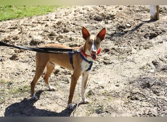 MILKI-sanftmütig, ruhig, gelassen, aufmerksam, neugierig, Menschen zugewandt sucht Für-immer-Zuhause
