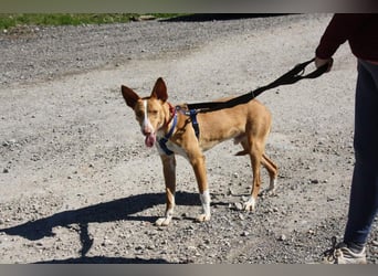 MILKI-sanftmütig, ruhig, gelassen, aufmerksam, neugierig, Menschen zugewandt sucht Für-immer-Zuhause