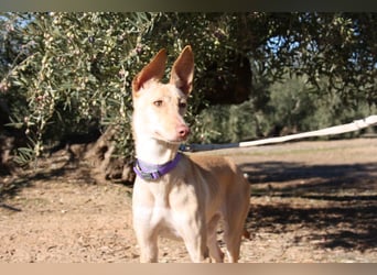 ZOE-liebevolles, lernfreudiges,intelligentes,entspanntes Mädchen sucht liebevolles Für-immer-Zuhause