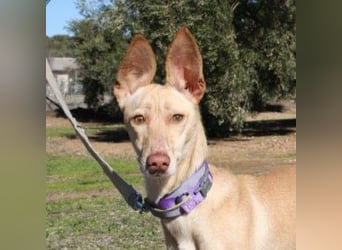 ZOE-liebevolles, lernfreudiges,intelligentes,entspanntes Mädchen sucht liebevolles Für-immer-Zuhause