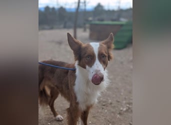 KIKO-zurückhaltend, vorsichtig auf der Suche nach seiner liebevollen Familie