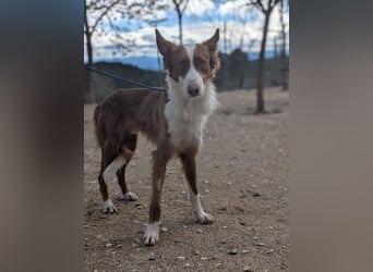 KIKO-zurückhaltend, vorsichtig auf der Suche nach seiner liebevollen Familie