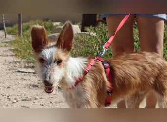 PELUSO-kleiner Wirbelwind mit großem Herzen sucht sein Für-immer-Zuhause