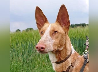 XENON-fröhlicher, freundlicher, aktiver, sozial Bub ist bereit für seine Für-immer-Familie