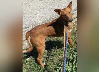 MARIO-	wartet auf Pflegestelle in 47574 Goch auf Dich!