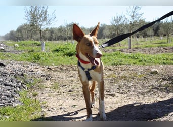 MILKI-sanftmütig, ruhig, gelassen, aufmerksam, neugierig, Menschen zugewandt sucht Für-immer-Zuhause