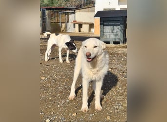 AYLA-sanft, feinfühlig, ruhig, ausgeglichen, wartet sehnsüchtig auf ein liebevolles Zuhause