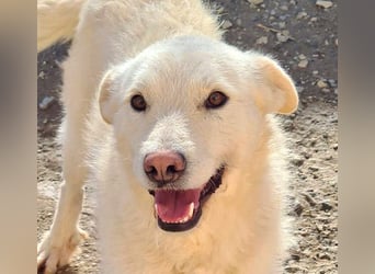 AYLA-sanft, feinfühlig, ruhig, ausgeglichen, wartet sehnsüchtig auf ein liebevolles Zuhause