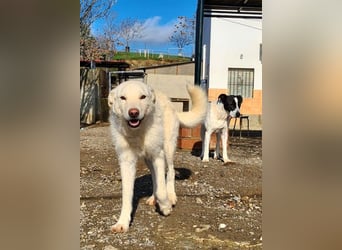 AYLA-sanft, feinfühlig, ruhig, ausgeglichen, wartet sehnsüchtig auf ein liebevolles Zuhause