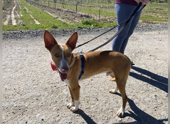 MILKI-sanftmütig, ruhig, gelassen, aufmerksam, neugierig, Menschen zugewandt sucht Für-immer-Zuhause