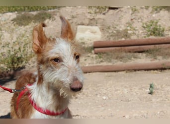 PELUSO-kleiner Wirbelwind mit großem Herzen sucht sein Für-immer-Zuhause