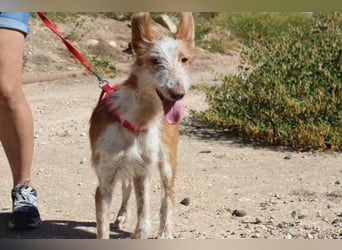 PELUSO-kleiner Wirbelwind mit großem Herzen sucht sein Für-immer-Zuhause