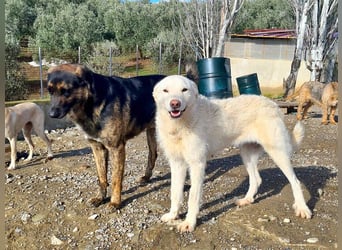 AYLA-sanft, feinfühlig, ruhig, ausgeglichen, wartet sehnsüchtig auf ein liebevolles Zuhause