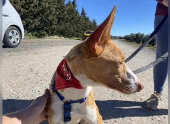 MILKI-sanftmütig, ruhig, gelassen, aufmerksam, neugierig, Menschen zugewandt sucht Für-immer-Zuhause