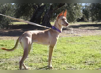 ZOE-liebevolles, lernfreudiges,intelligentes,entspanntes Mädchen sucht liebevolles Für-immer-Zuhause