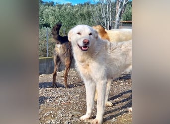 AYLA-sanft, feinfühlig, ruhig, ausgeglichen, wartet sehnsüchtig auf ein liebevolles Zuhause