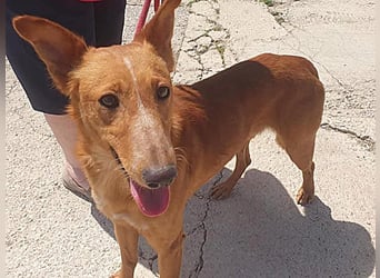 MARIO-	wartet auf Pflegestelle in 47574 Goch auf Dich!