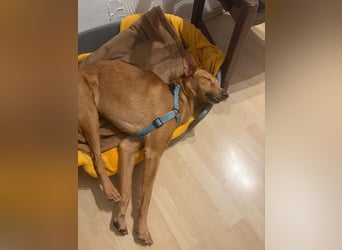 MARIO-	wartet auf Pflegestelle in 47574 Goch auf Dich!