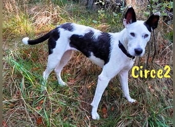 Circe2 geb. 06/2022 (in Deutschland) - verspielte Podenco Bodeguero Mix Hündin!