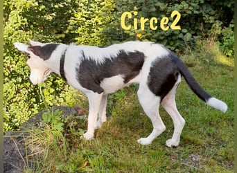 Circe2 geb. 06/2022 (in Deutschland) - verspielte Podenco Bodeguero Mix Hündin!