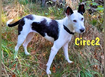 Circe2 geb. 06/2022 (in Deutschland) - verspielte Podenco Bodeguero Mix Hündin!