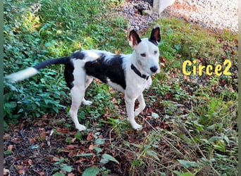 Circe2 geb. 06/2022 (in Deutschland) - verspielte Podenco Bodeguero Mix Hündin!