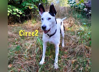Circe2 geb. 06/2022 (in Deutschland) - verspielte Podenco Bodeguero Mix Hündin!