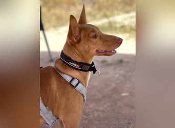 Caramelo (Spanien) – süßer Podenco mit Ringelschwänzchen sucht seine Menschen