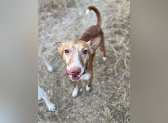 Joseph (Spanien) – abenteuerlustiger und sozialer Podenco