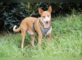 Notfall Boomer - Unser Pechvogel verliert schon wieder sein Zuhause