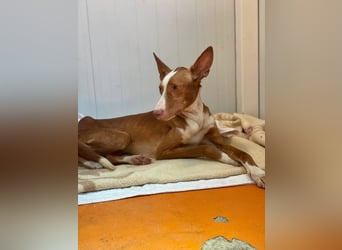 Bosco (Spanien) - sanfte Seele sucht Halt und Geborgenheit