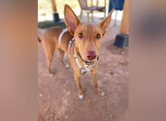 Caramelo (Spanien) – süßer Podenco mit Ringelschwänzchen sucht seine Menschen